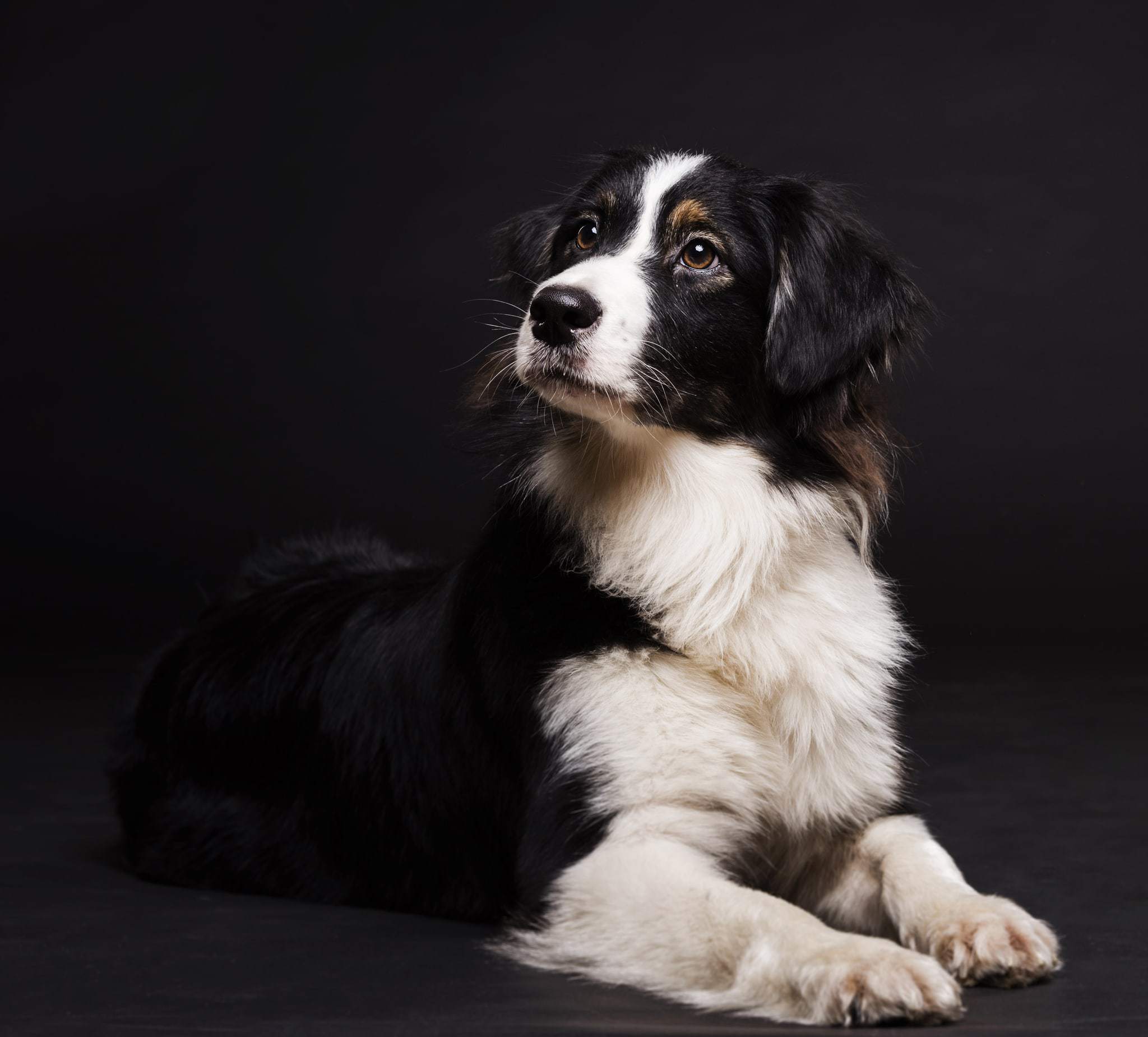Photographie d'animaux de compagnie par Greg Photographe
